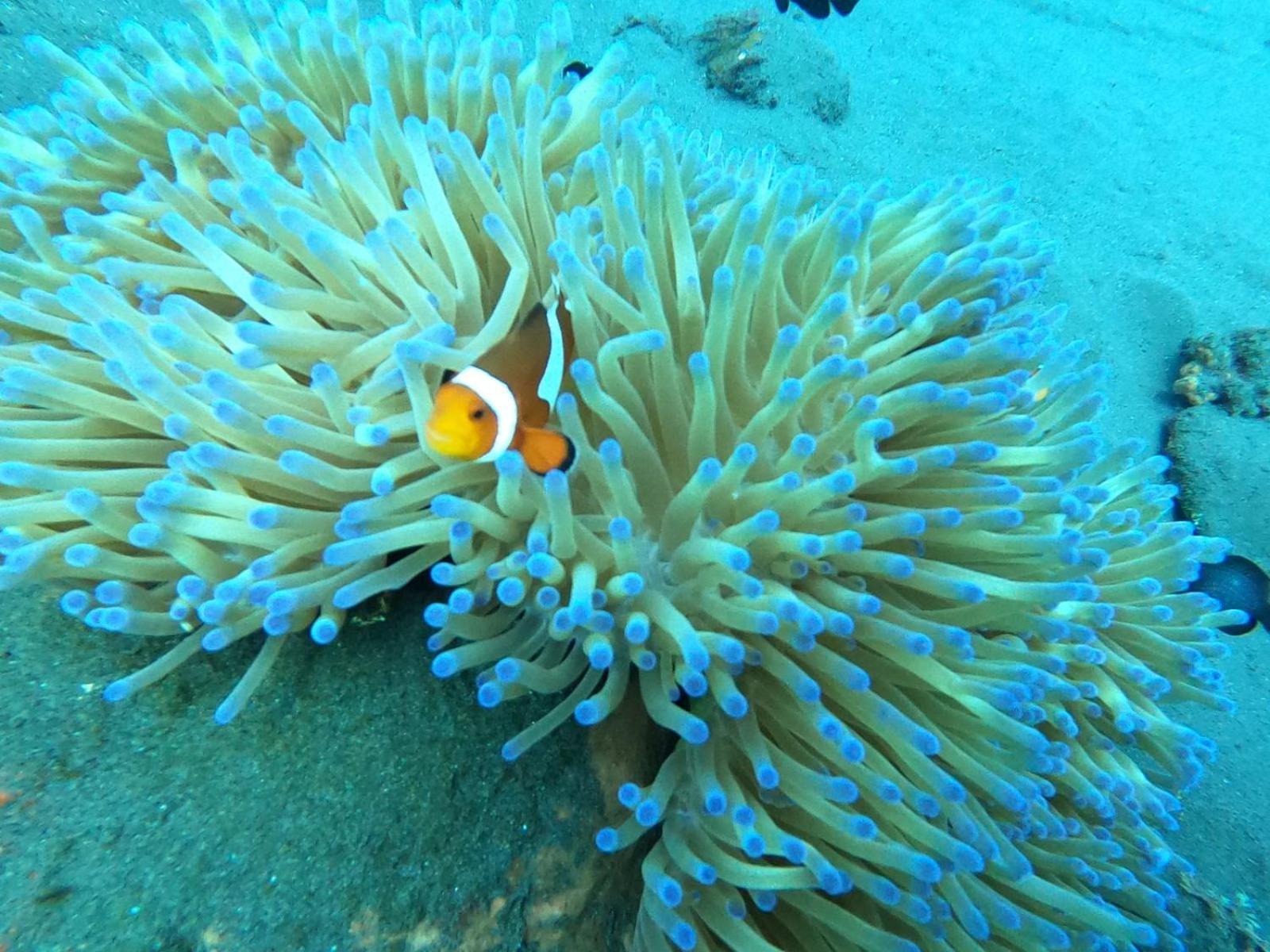 Diversia Diving Club & Bungalows Τζίλι Τραγουανγκάν Εξωτερικό φωτογραφία